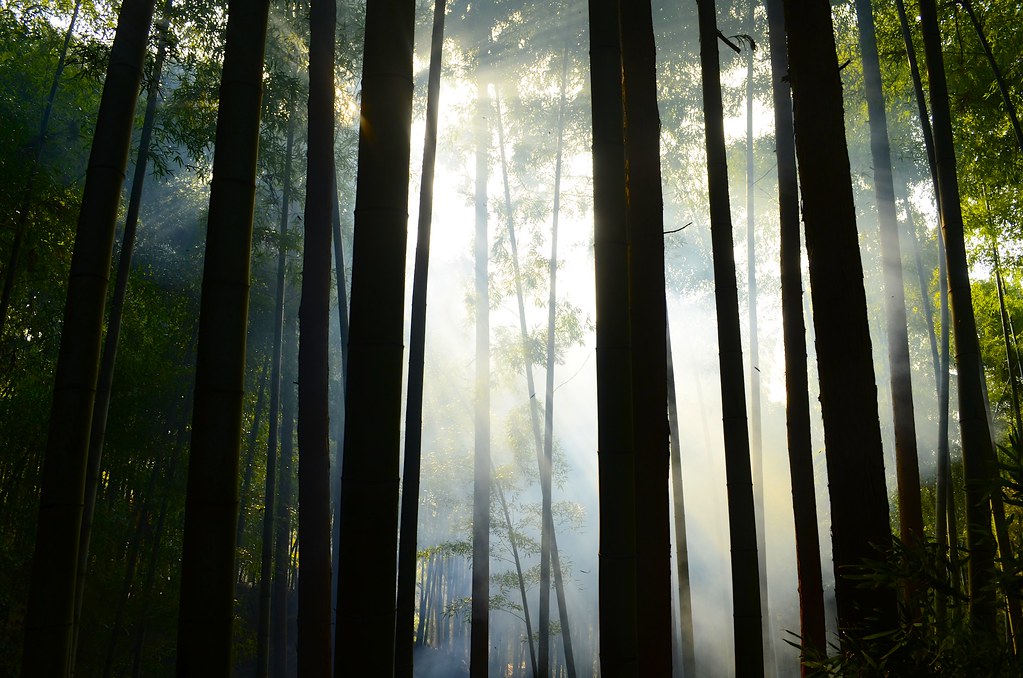 Fushimi Inari Dawn Walk to the Summit